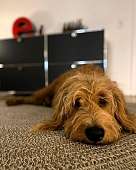 Heinrich Hansen-Werfthund in Ausbildung